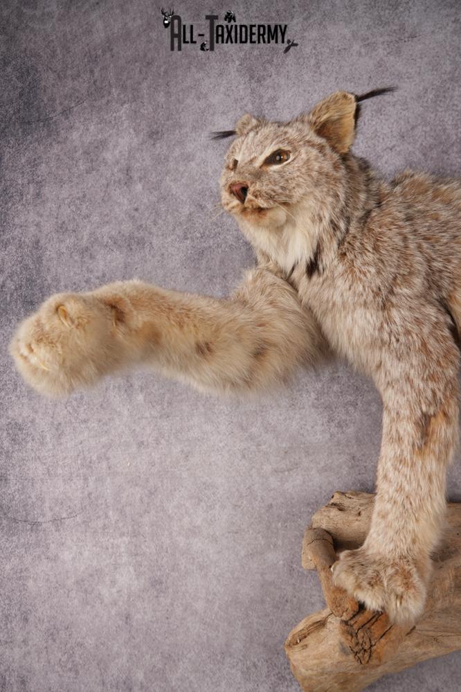 Alaskan Lynx SKU 3238 - Image 3