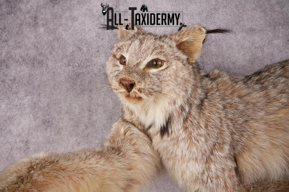 Alaskan Lynx SKU 3238 - Image 2