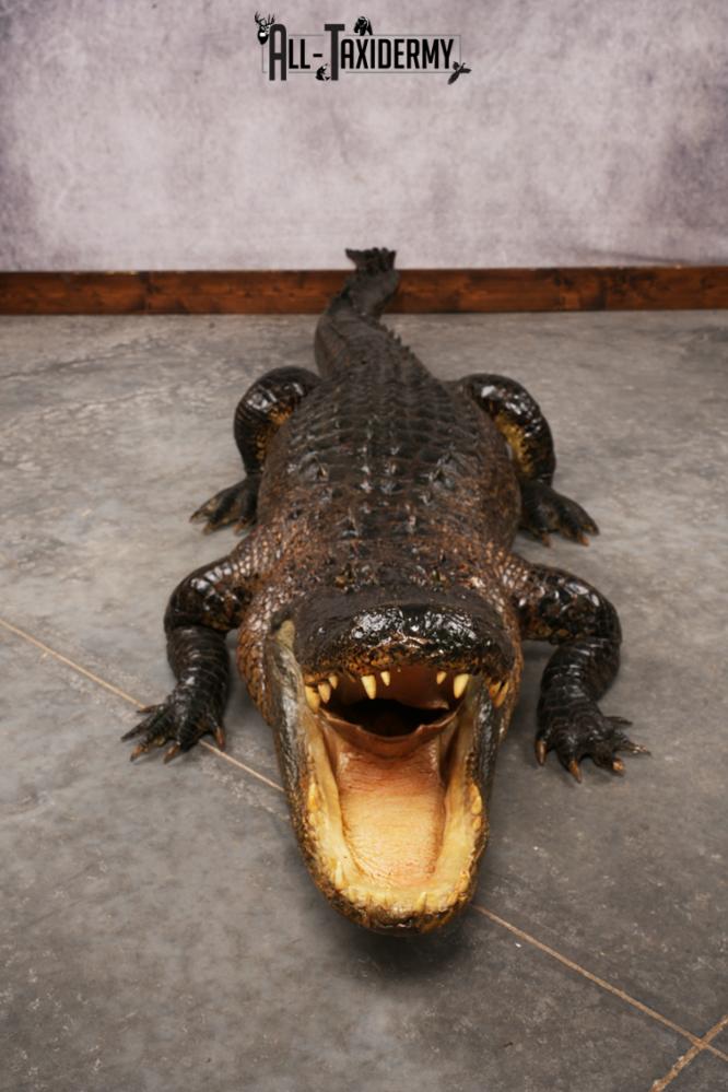 Aligator SKU 3278 - Image 18