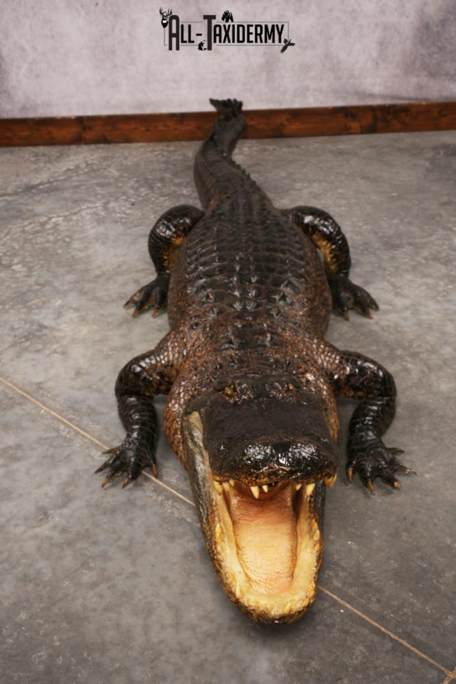 Aligator SKU 3278 - Image 17