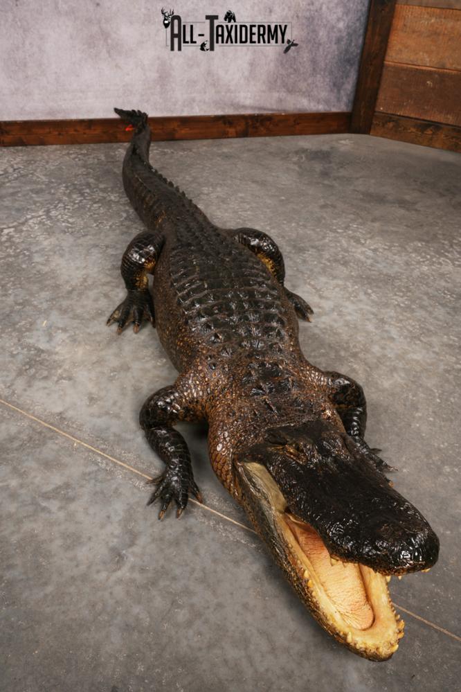 Aligator SKU 3278 - Image 15