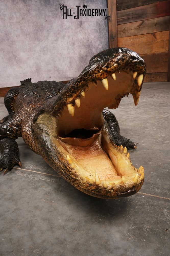 Aligator SKU 3278 - Image 14