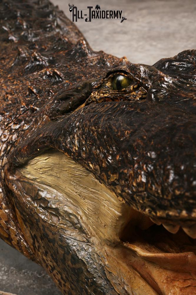 Aligator SKU 3278 - Image 13