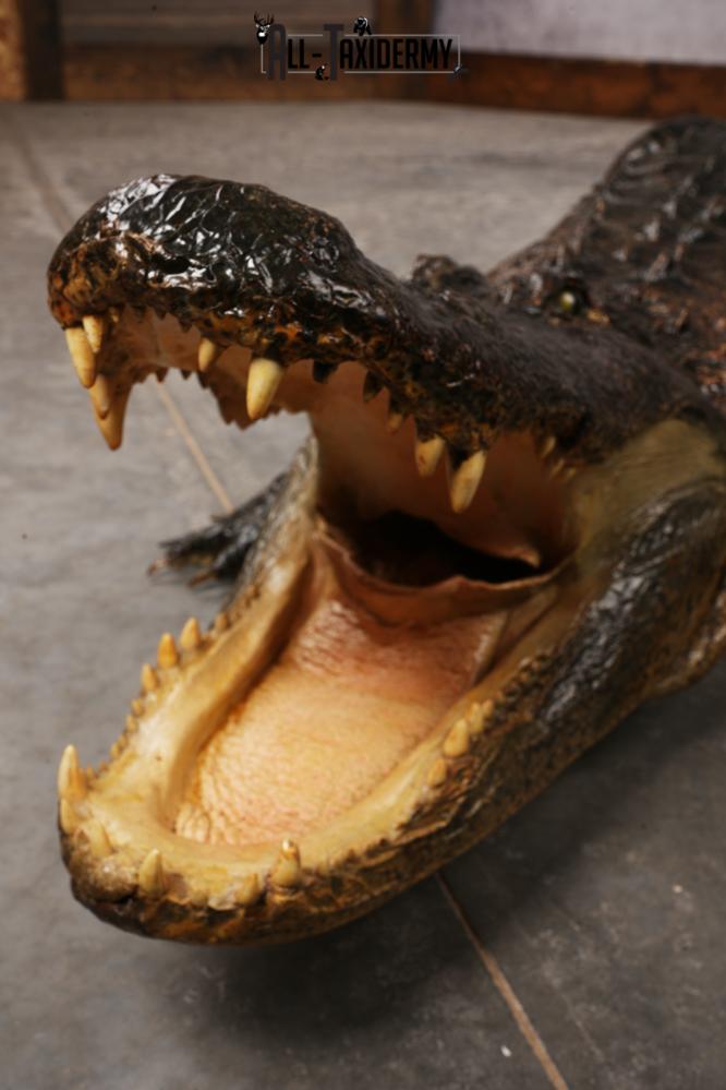 Aligator SKU 3278 - Image 12