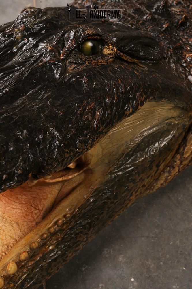 Aligator SKU 3278 - Image 11