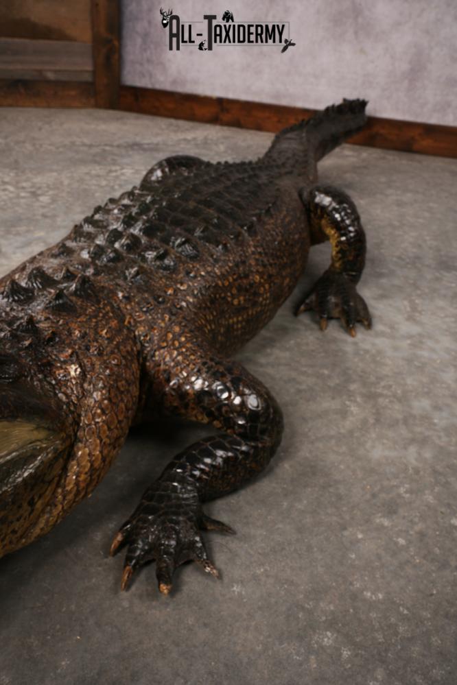 Aligator SKU 3278 - Image 10