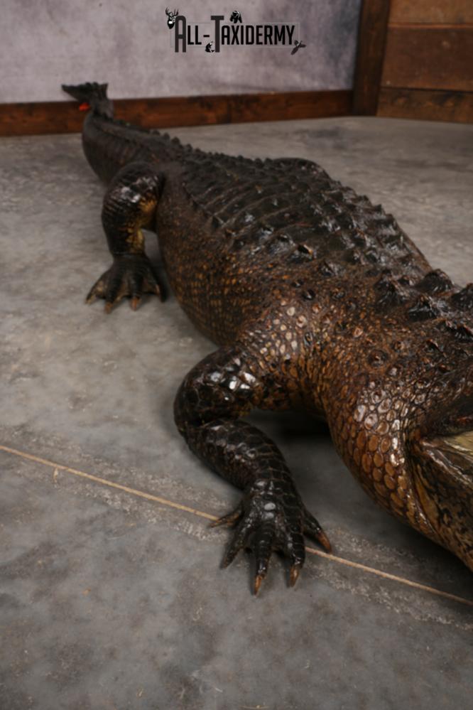 Aligator SKU 3278 - Image 9