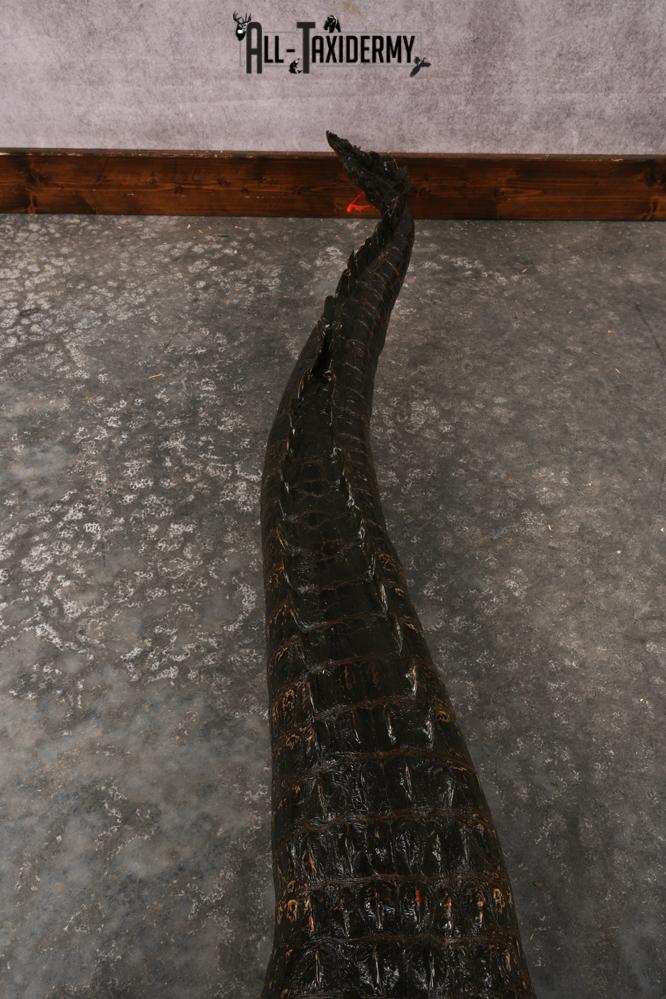 Aligator SKU 3278 - Image 8