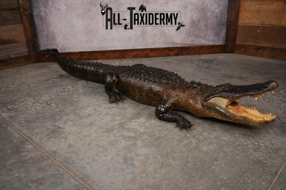 Aligator SKU 3278 - Image 7
