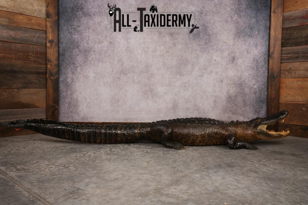 Aligator SKU 3278 - Image 6