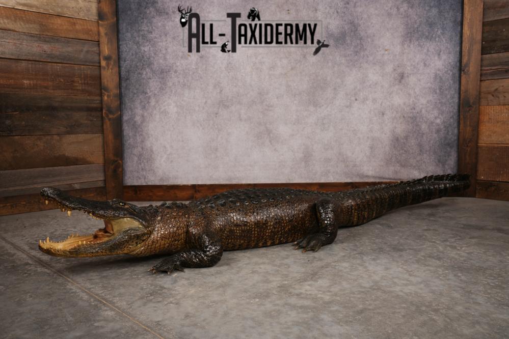 Aligator SKU 3278 - Image 5