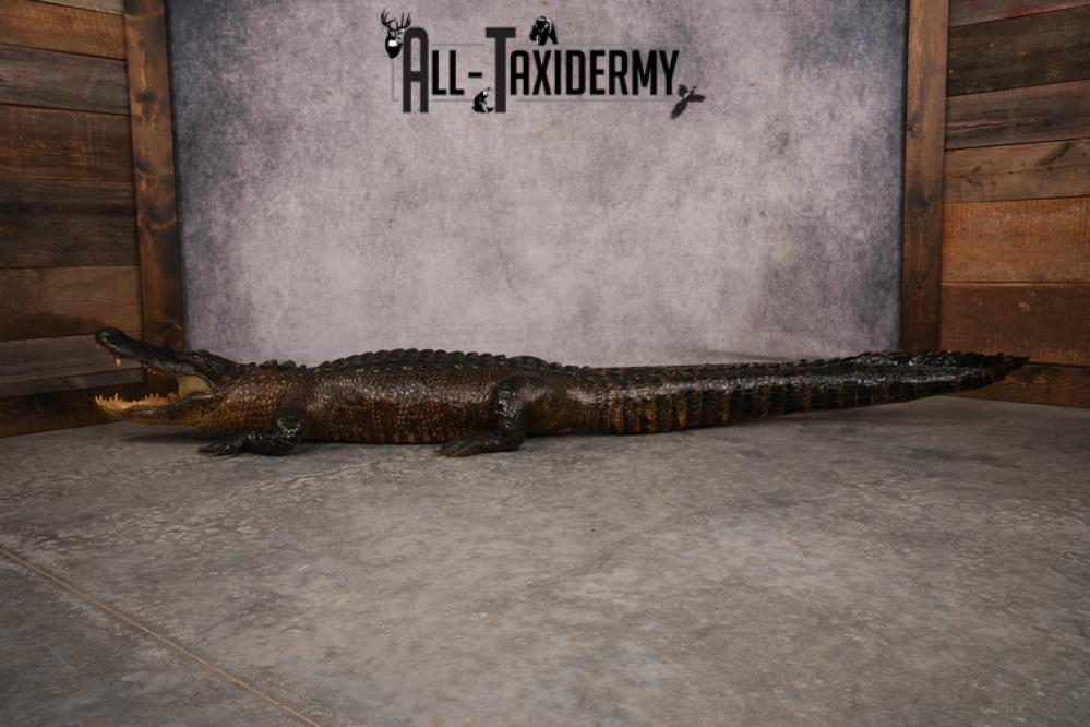 Aligator SKU 3278 - Image 4