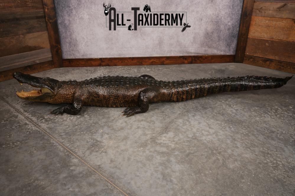 Aligator SKU 3278 - Image 3