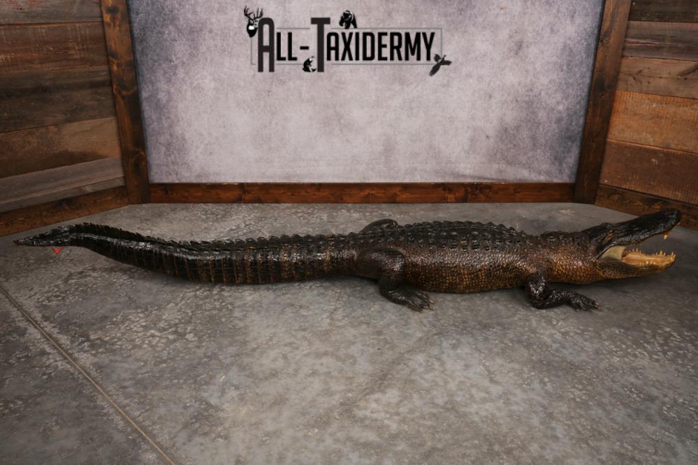 Aligator SKU 3278 - Image 2