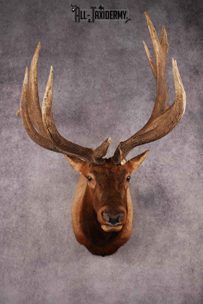 Elk Shoulder Mount SKU 3240 - Image 15