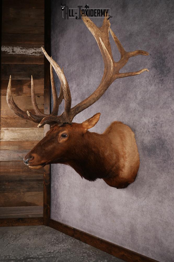 Elk Shoulder Mount SKU 3240 - Image 14