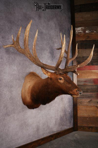 Elk Shoulder Mount SKU 3240