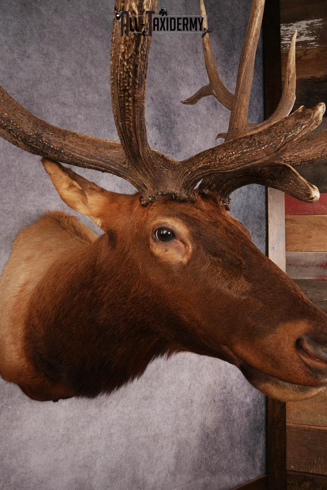 Elk Shoulder Mount SKU 3240 - Image 12