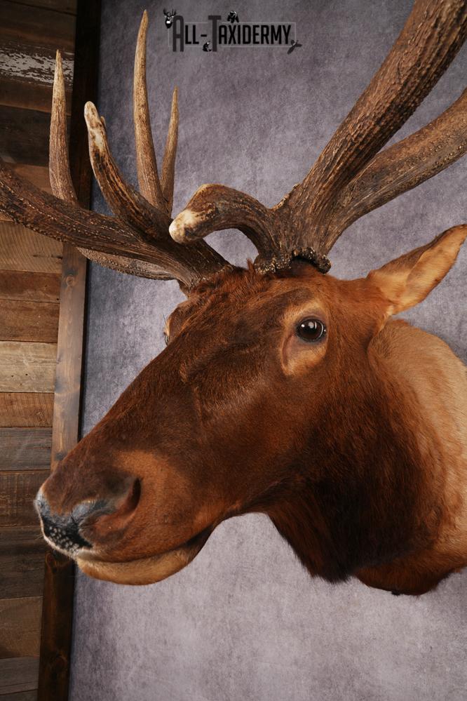 Elk Shoulder Mount SKU 3240 - Image 11