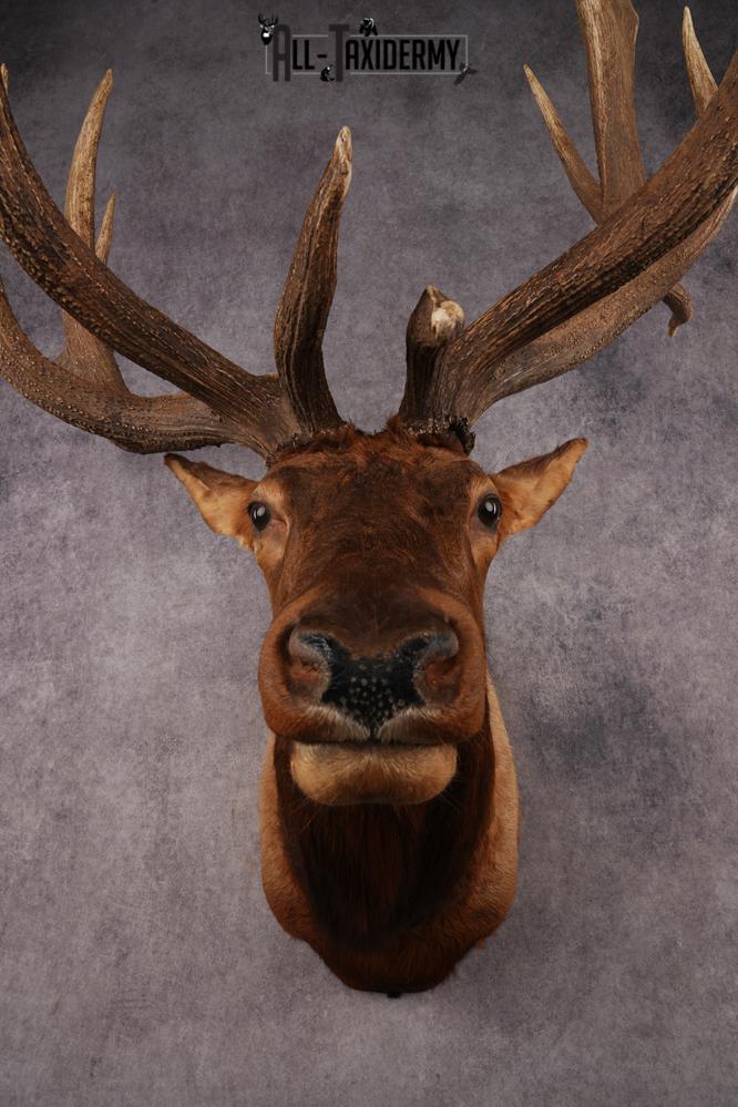 Elk Shoulder Mount SKU 3240 - Image 10