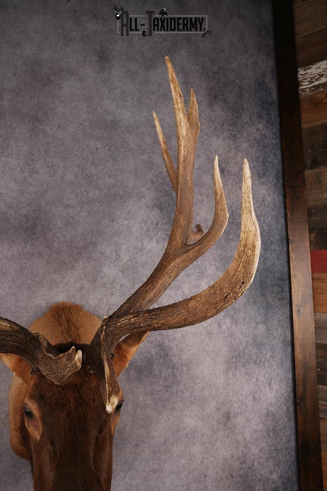 Elk Shoulder Mount SKU 3240 - Image 9