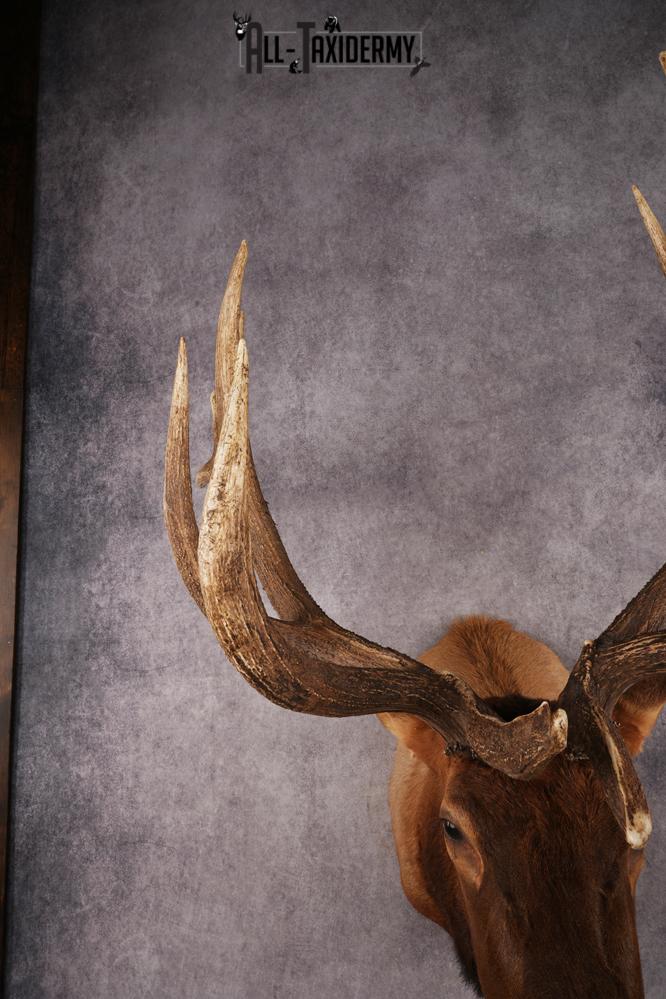 Elk Shoulder Mount SKU 3240 - Image 8