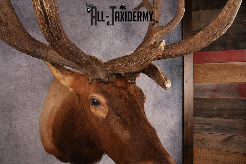Elk Shoulder Mount SKU 3240 - Image 7
