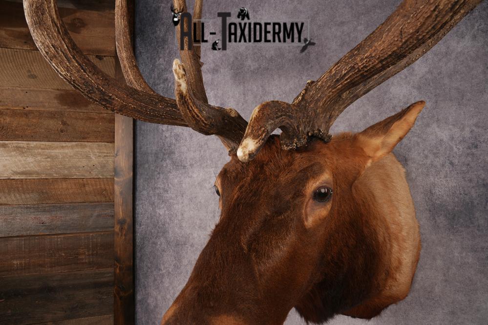 Elk Shoulder Mount SKU 3240 - Image 6