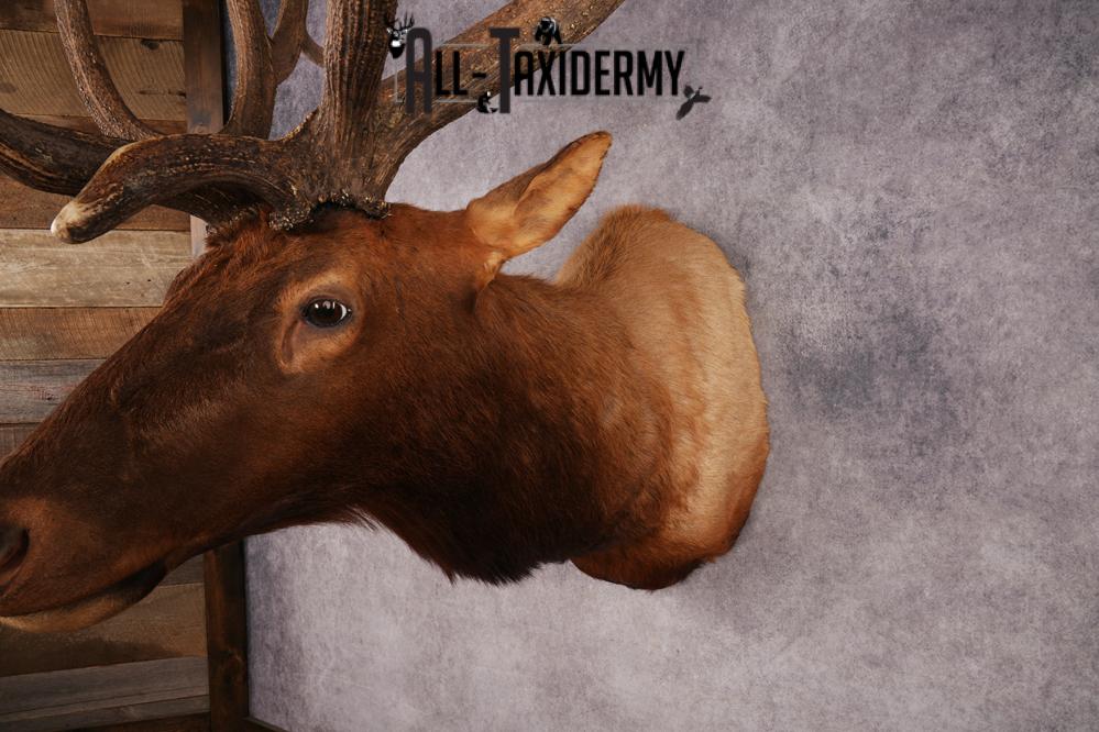 Elk Shoulder Mount SKU 3240 - Image 5