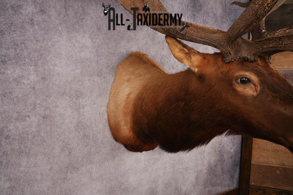 Elk Shoulder Mount SKU 3240 - Image 4