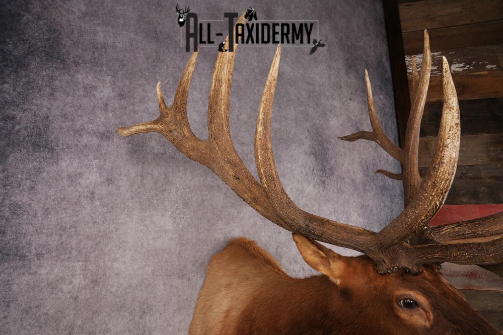 Elk Shoulder Mount SKU 3240 - Image 3