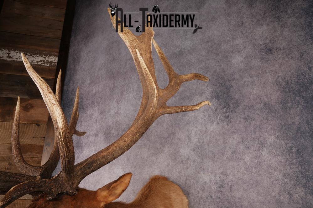 Elk Shoulder Mount SKU 3240 - Image 2