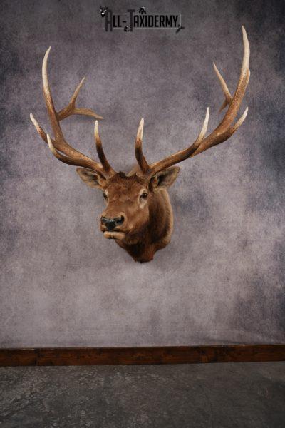 Elk Shoulder Mount SKU 3263