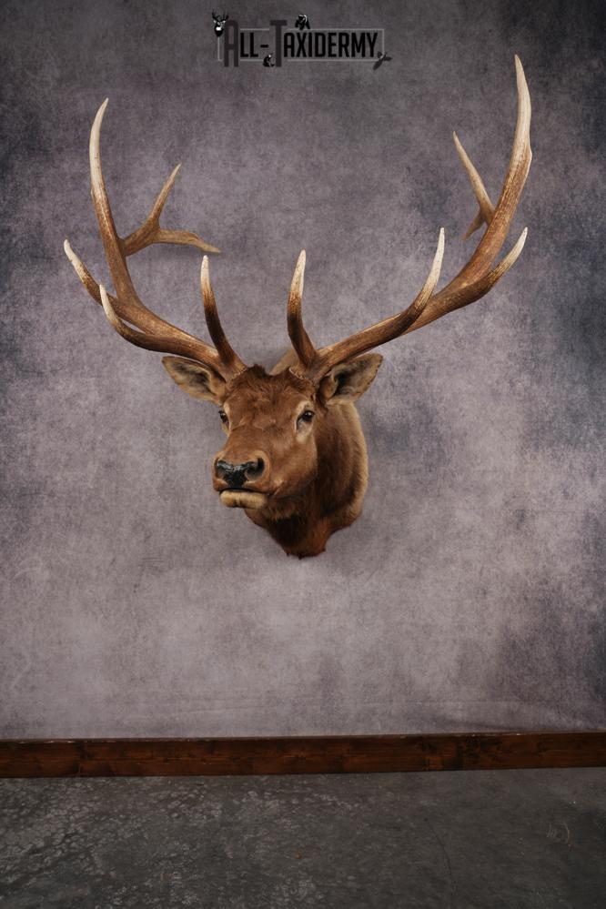 Elk Shoulder Mount SKU 3263