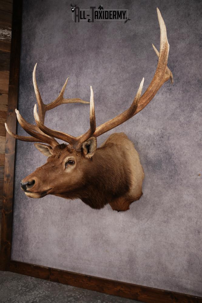 Elk Shoulder Mount SKU 3263 - Image 12