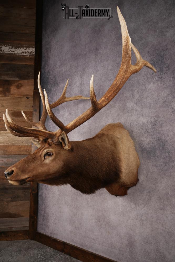Elk Shoulder Mount SKU 3263 - Image 11