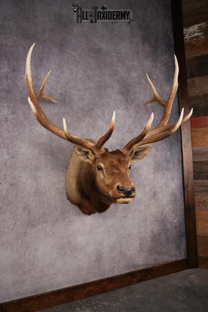 Elk Shoulder Mount SKU 3263 - Image 10