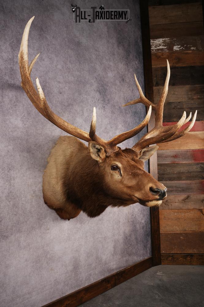 Elk Shoulder Mount SKU 3263 - Image 9