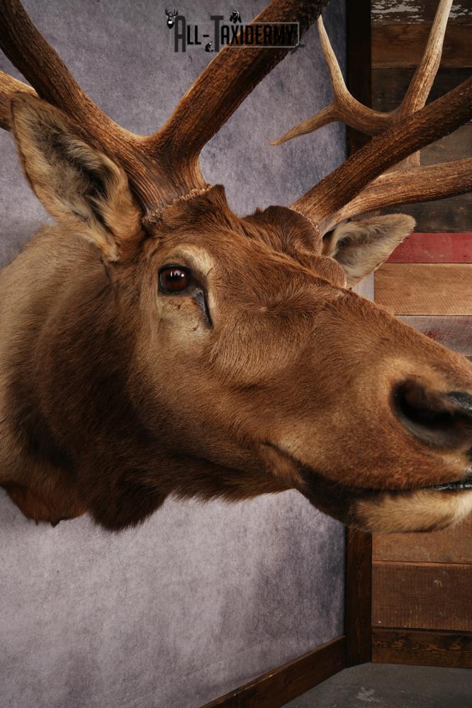 Elk Shoulder Mount SKU 3263 - Image 8