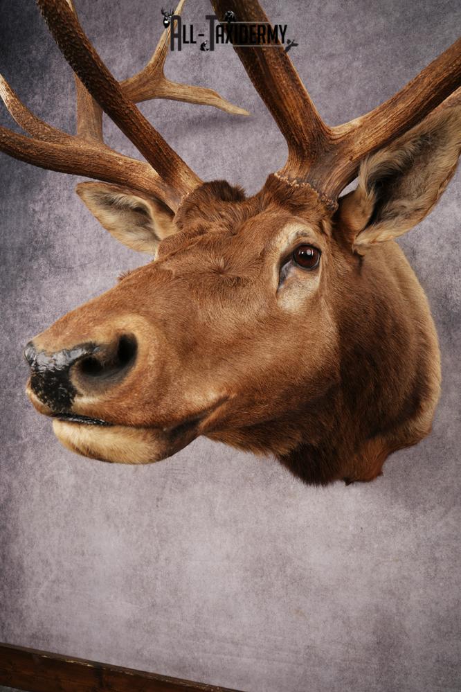 Elk Shoulder Mount SKU 3263 - Image 7