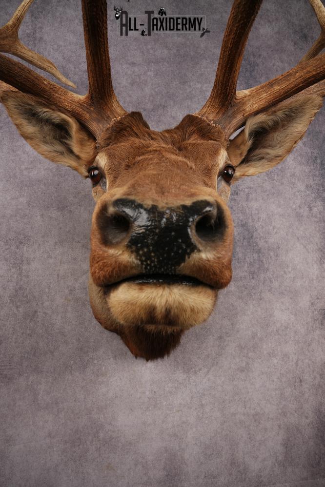 Elk Shoulder Mount SKU 3263 - Image 6