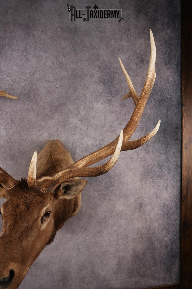 Elk Shoulder Mount SKU 3263 - Image 5