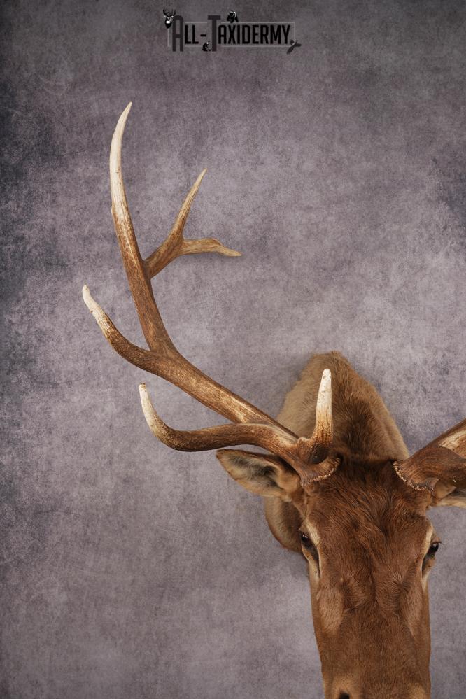 Elk Shoulder Mount SKU 3263 - Image 4