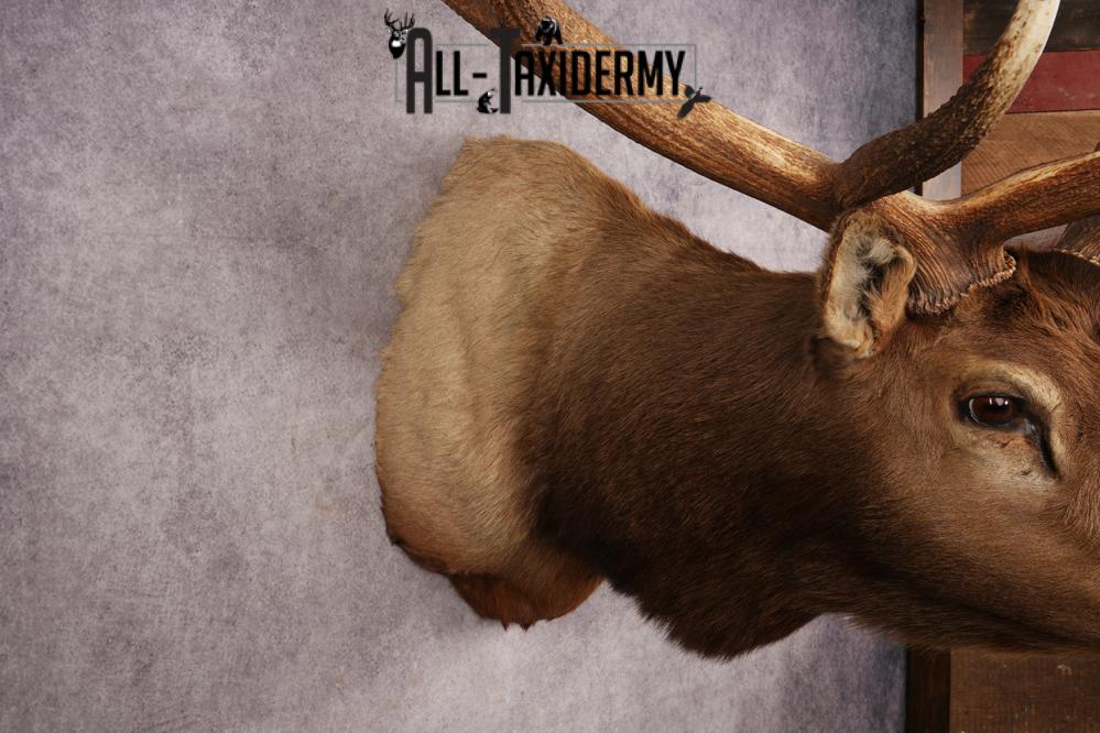 Elk Shoulder Mount SKU 3263 - Image 3