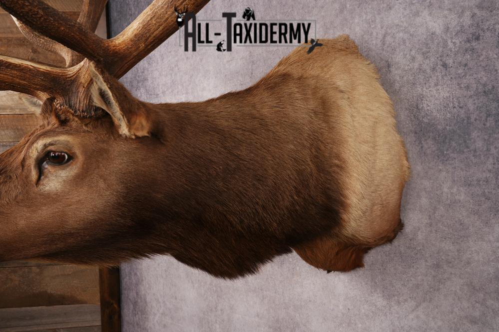 Elk Shoulder Mount SKU 3263 - Image 2