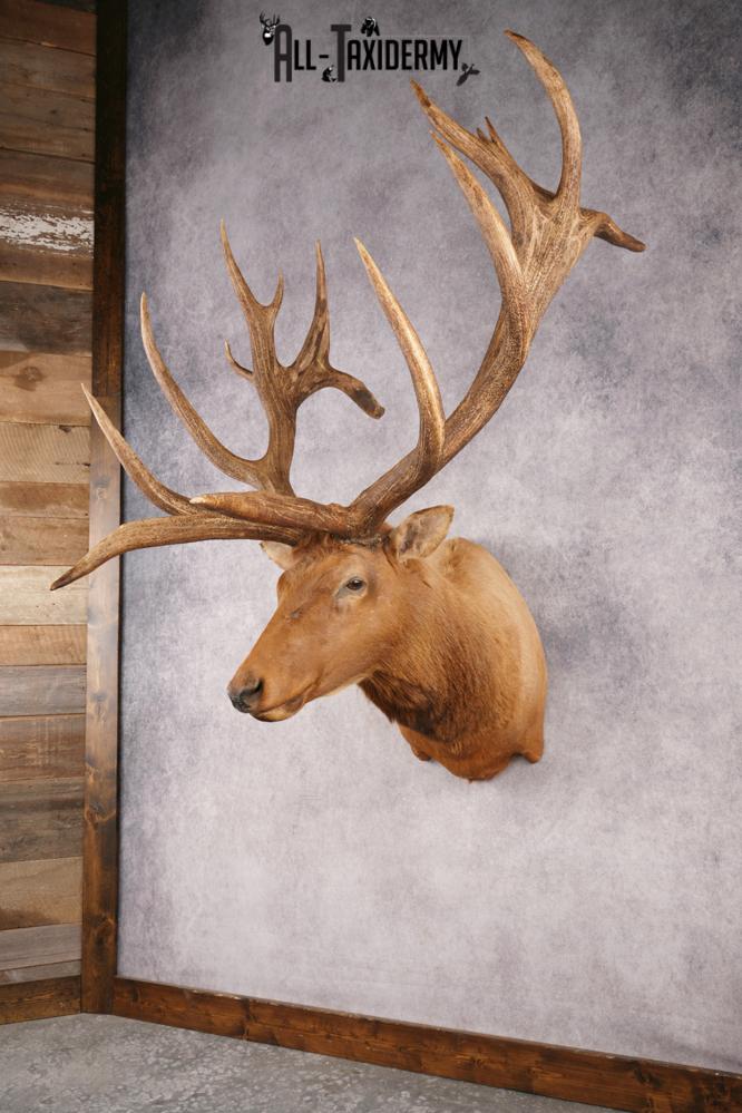 Elk SKU 3270 - Image 12