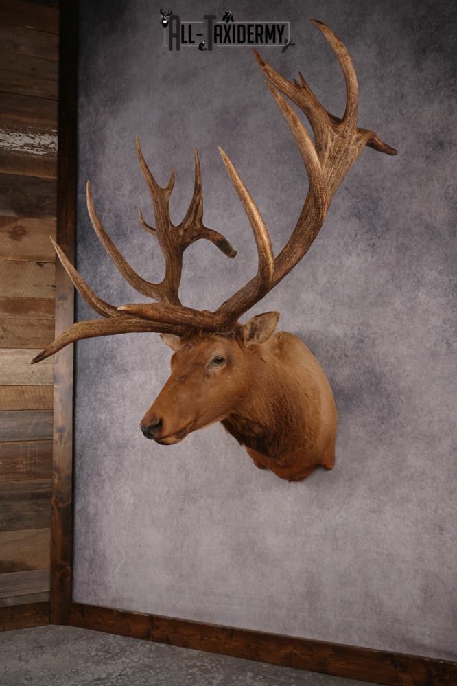 Elk SKU 3270 - Image 12