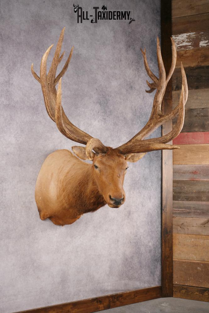 Elk SKU 3270 - Image 11