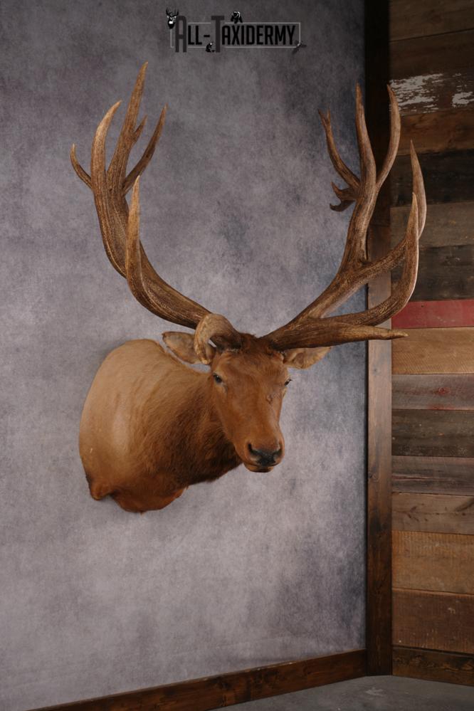 Elk SKU 3270 - Image 11