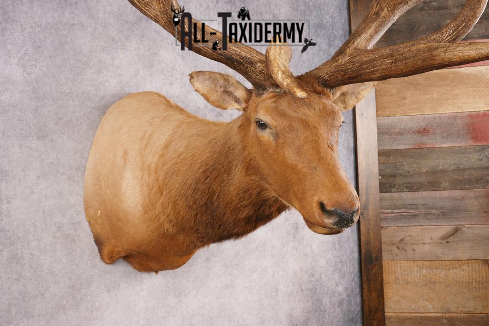 Elk SKU 3270 - Image 10